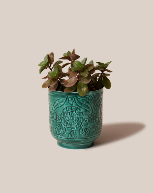 Amari planters green